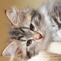 Hebben katten een lange krabpaal nodig?