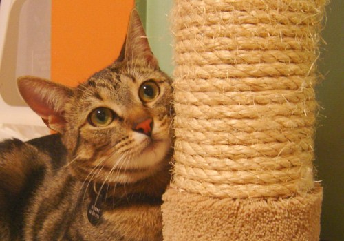 Gebruiken katten eigenlijk krabpalen?